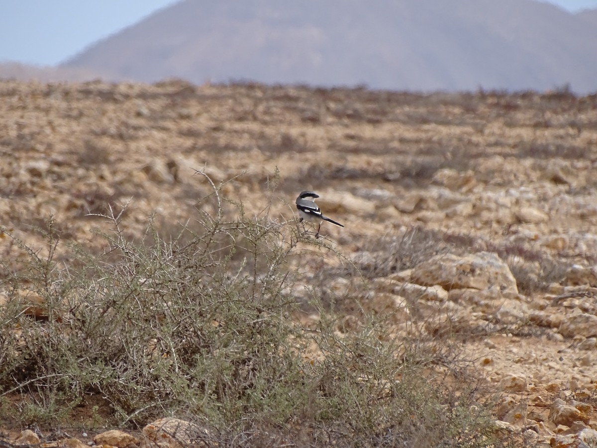 Great Gray Shrike (Sahara) - ML615215159