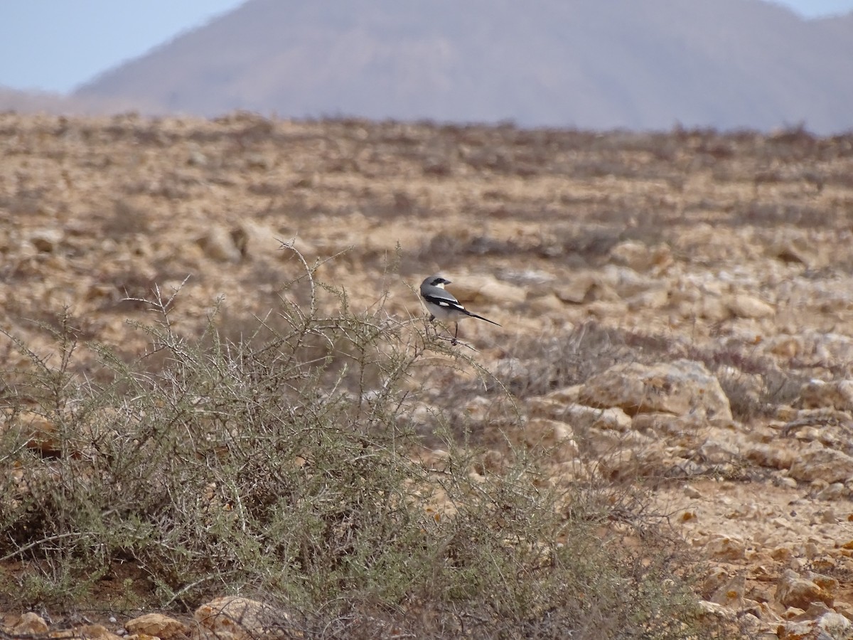 Great Gray Shrike (Sahara) - ML615215160