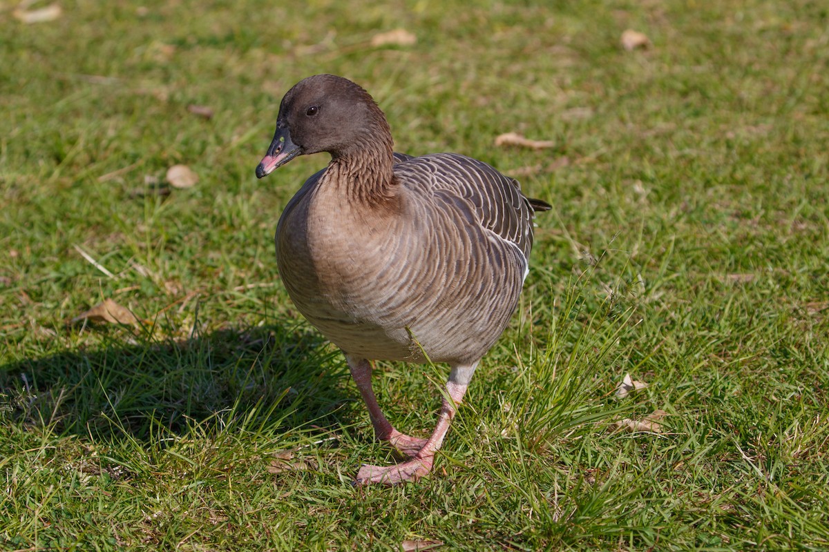 Pink-footed Goose - Susan Nagy