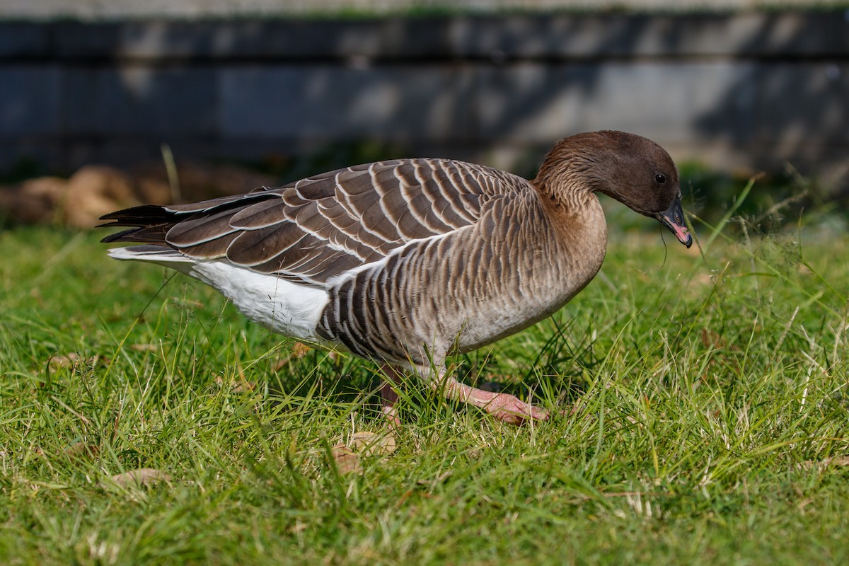 Pink-footed Goose - ML615215393