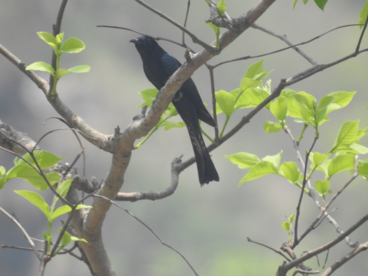 Fork-tailed Drongo-Cuckoo - Taukeer Alam Lodha