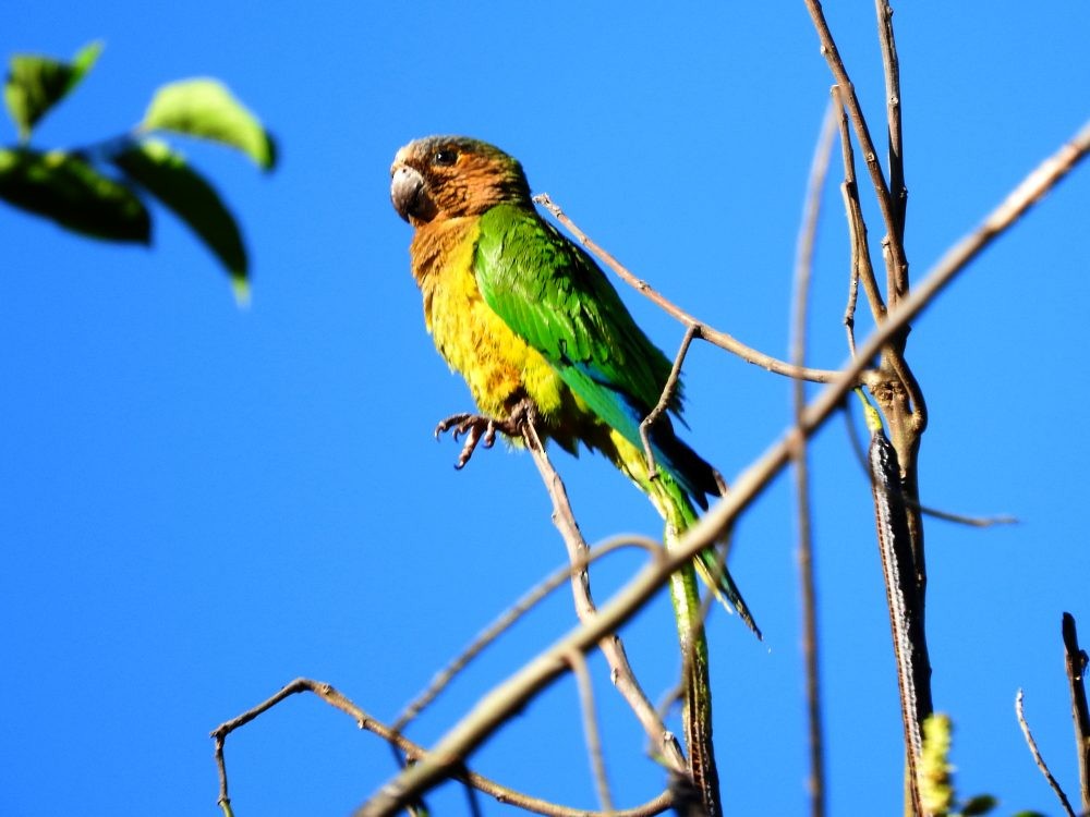 Brown-throated Parakeet - ML615215698