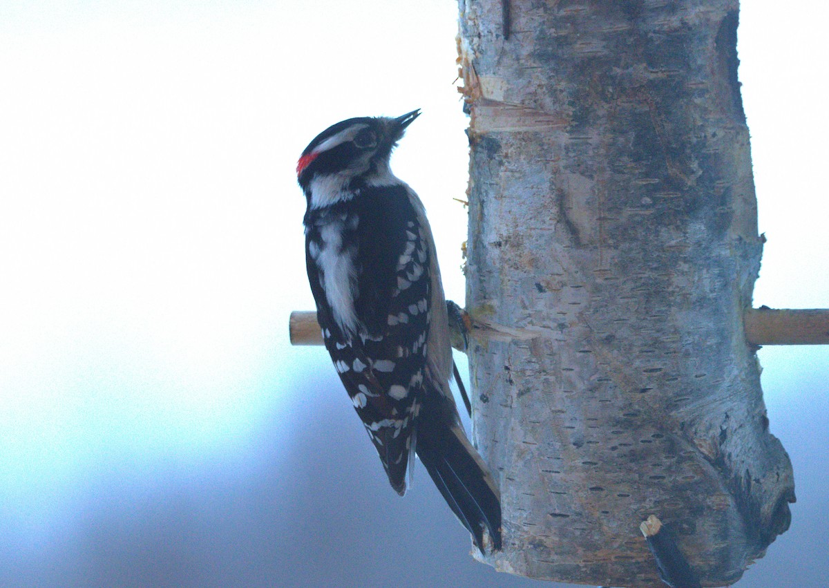 Downy Woodpecker - ML615215987