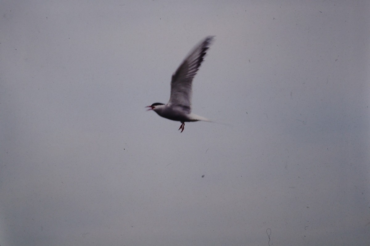 Arctic Tern - Rick Robinson