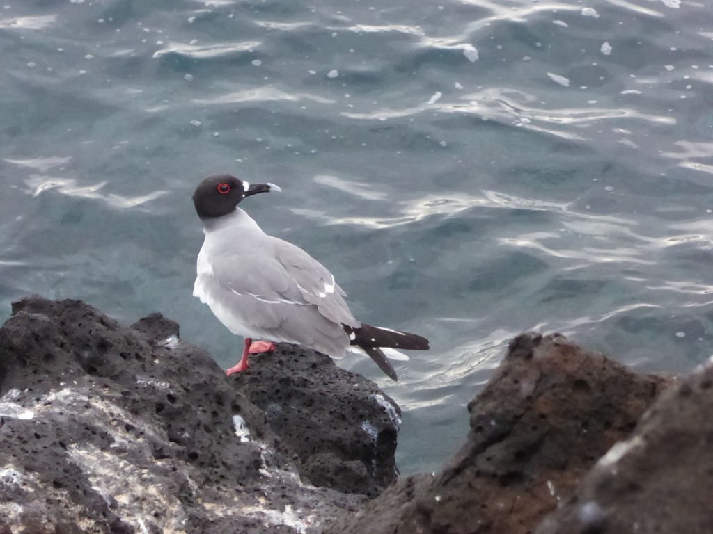 Swallow-tailed Gull - ML615216169