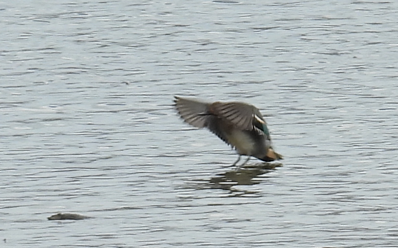 Green-winged Teal - ML615216170