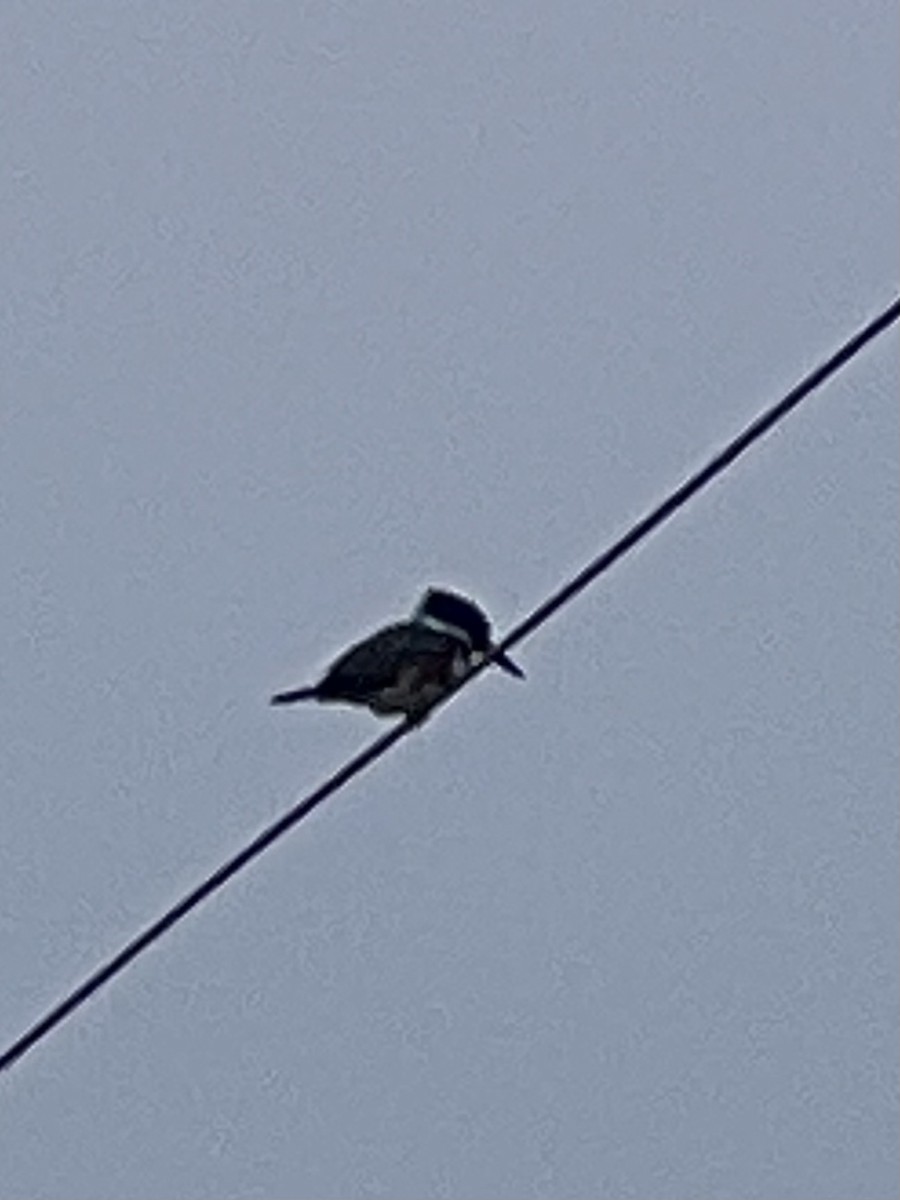 Belted Kingfisher - ML615216432