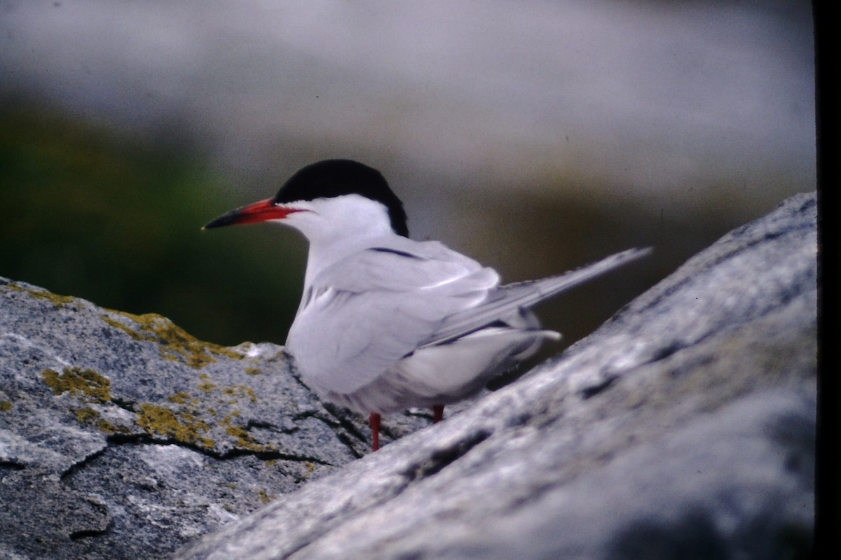 Common Tern - Rick Robinson