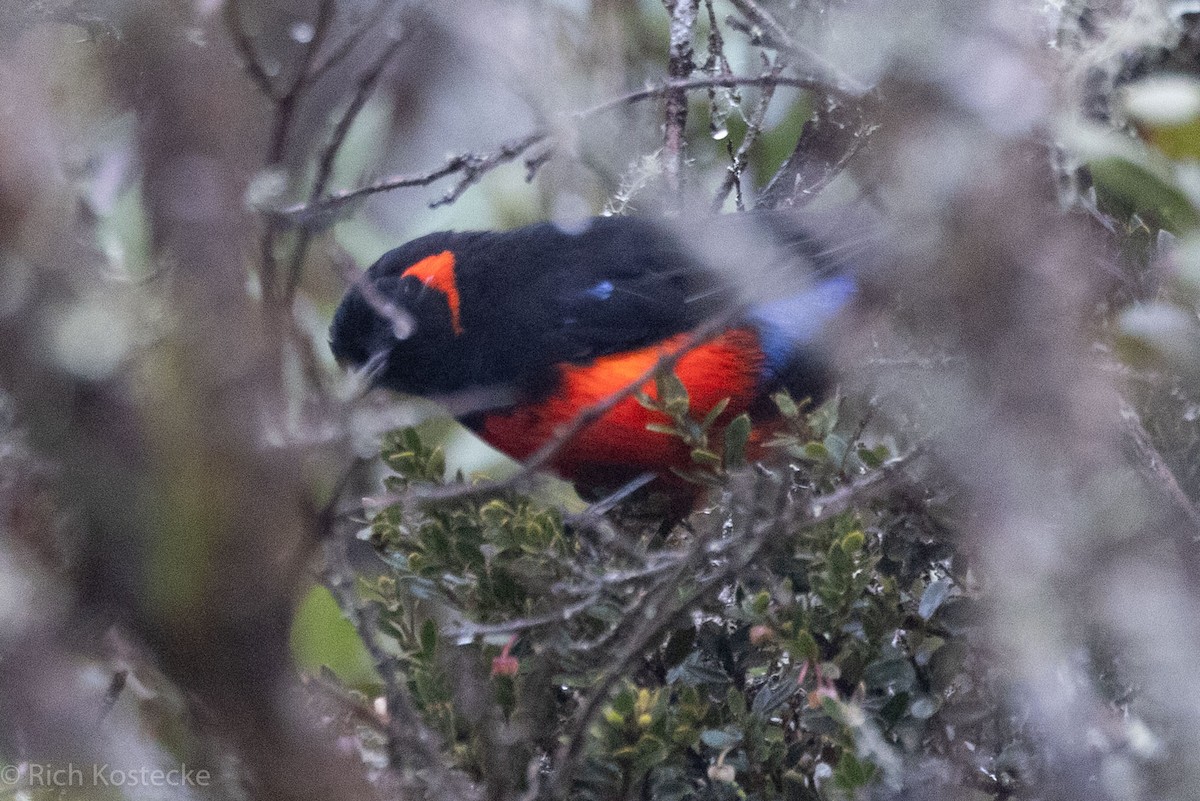 Scarlet-bellied Mountain Tanager - ML615216759