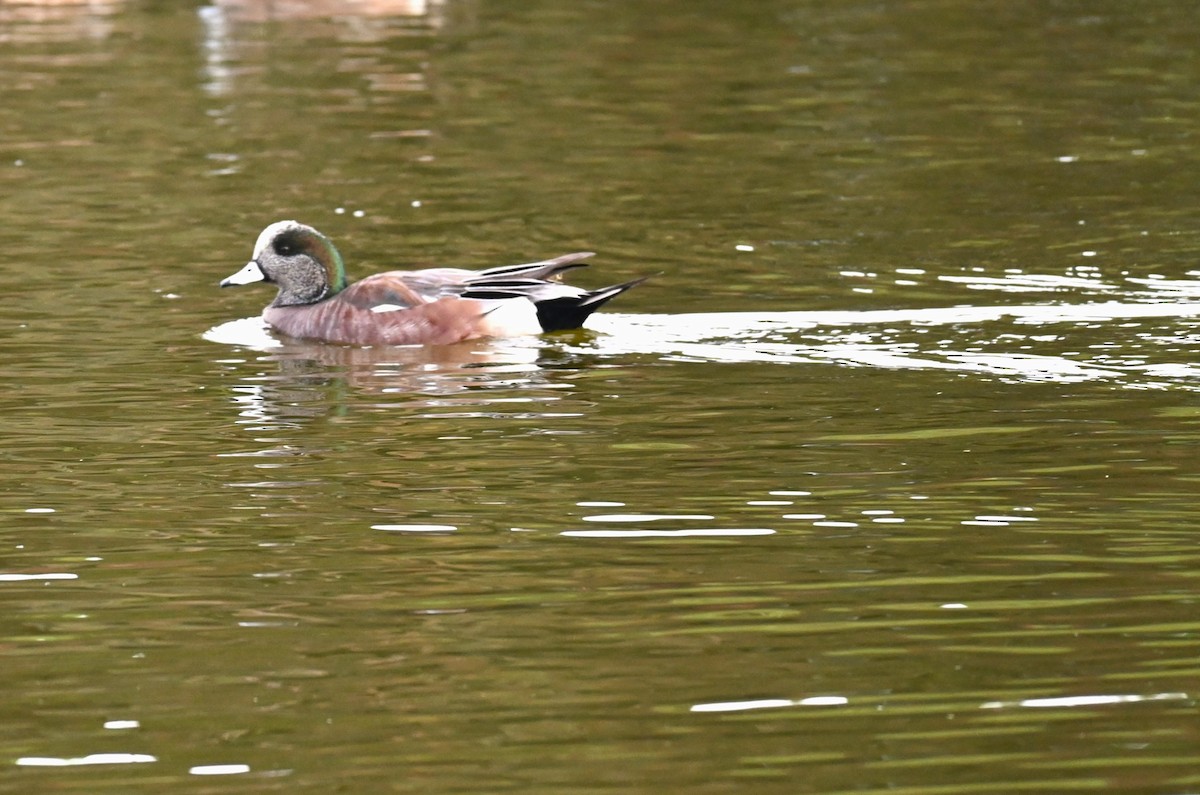 American Wigeon - Dylan Law