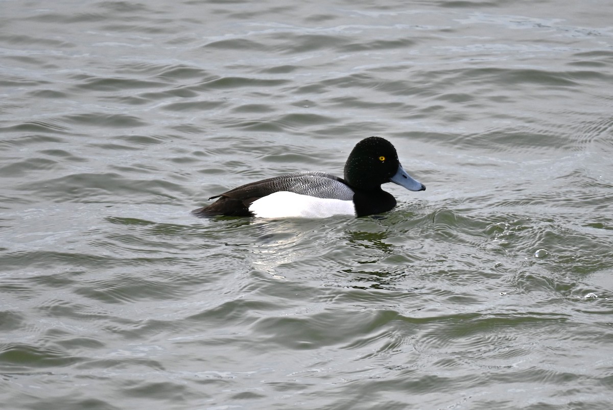 Greater Scaup - Dylan Law