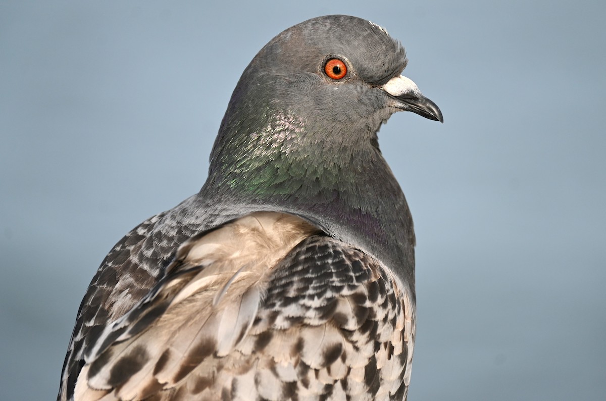 Rock Pigeon (Feral Pigeon) - ML615216874