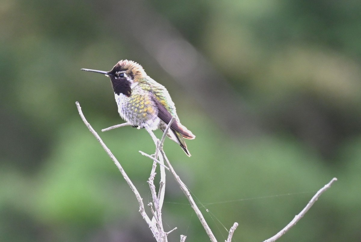 Anna's Hummingbird - ML615216891