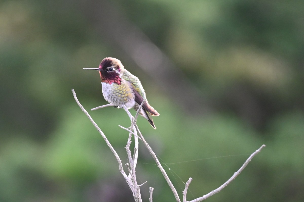 Anna's Hummingbird - ML615216892