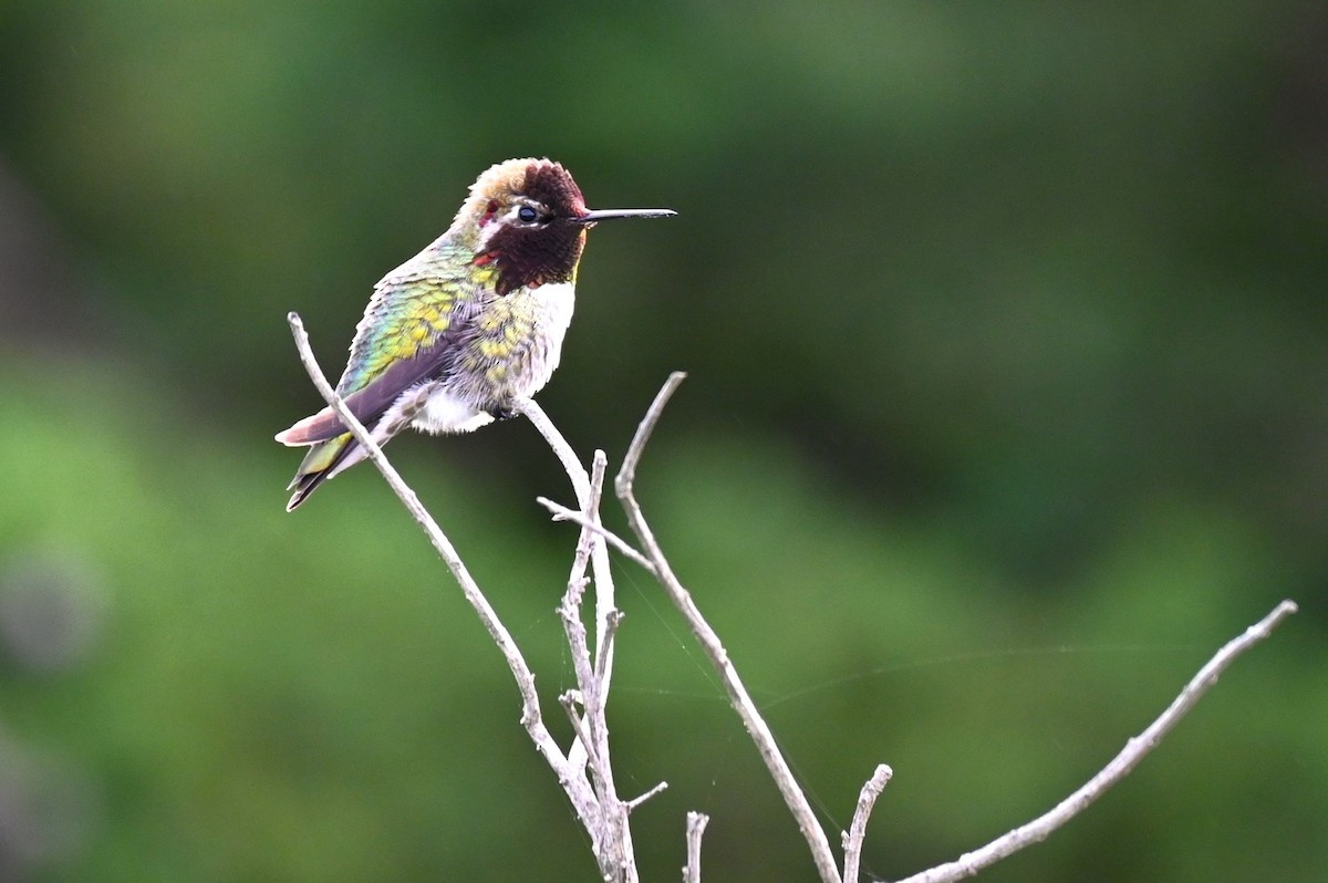 Anna's Hummingbird - ML615216893