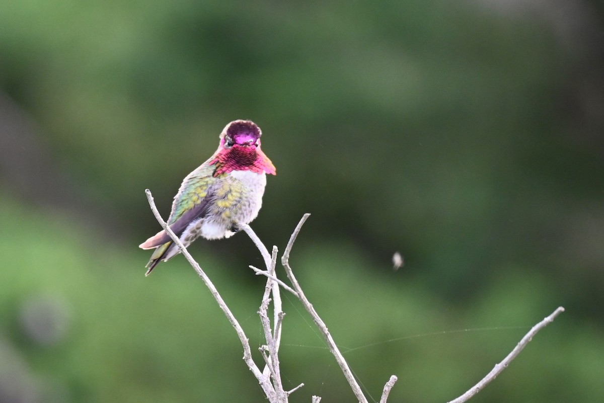 Anna's Hummingbird - ML615216894