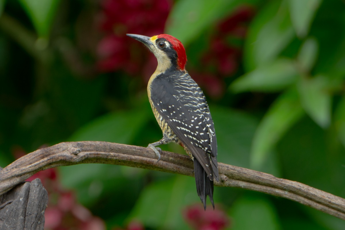 Black-cheeked Woodpecker - ML615216949