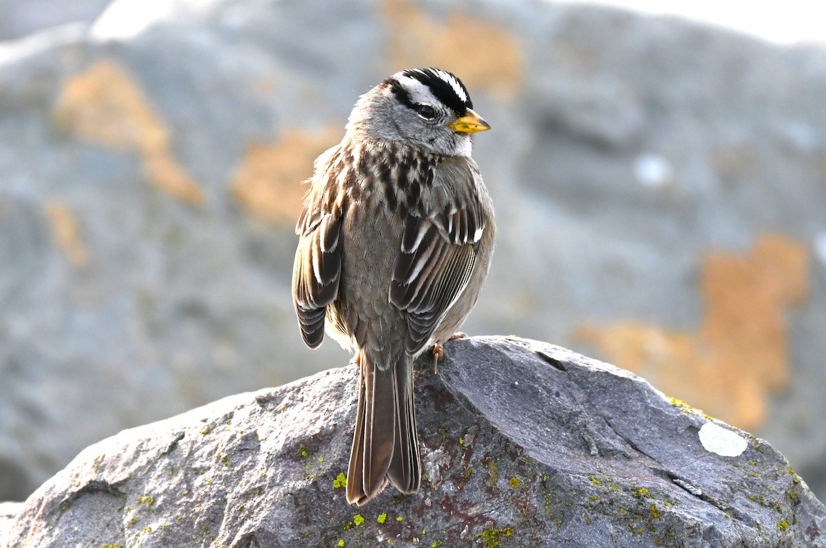 White-crowned Sparrow - ML615216990