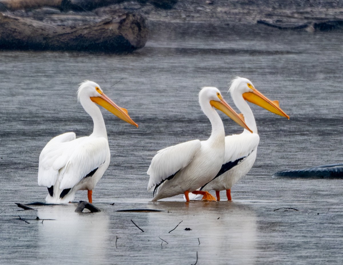 pelikán severoamerický - ML615217152