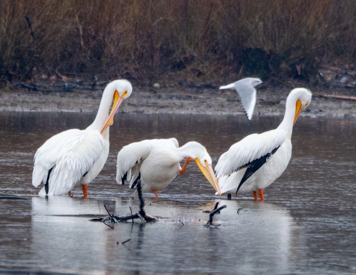 pelikán severoamerický - ML615217160