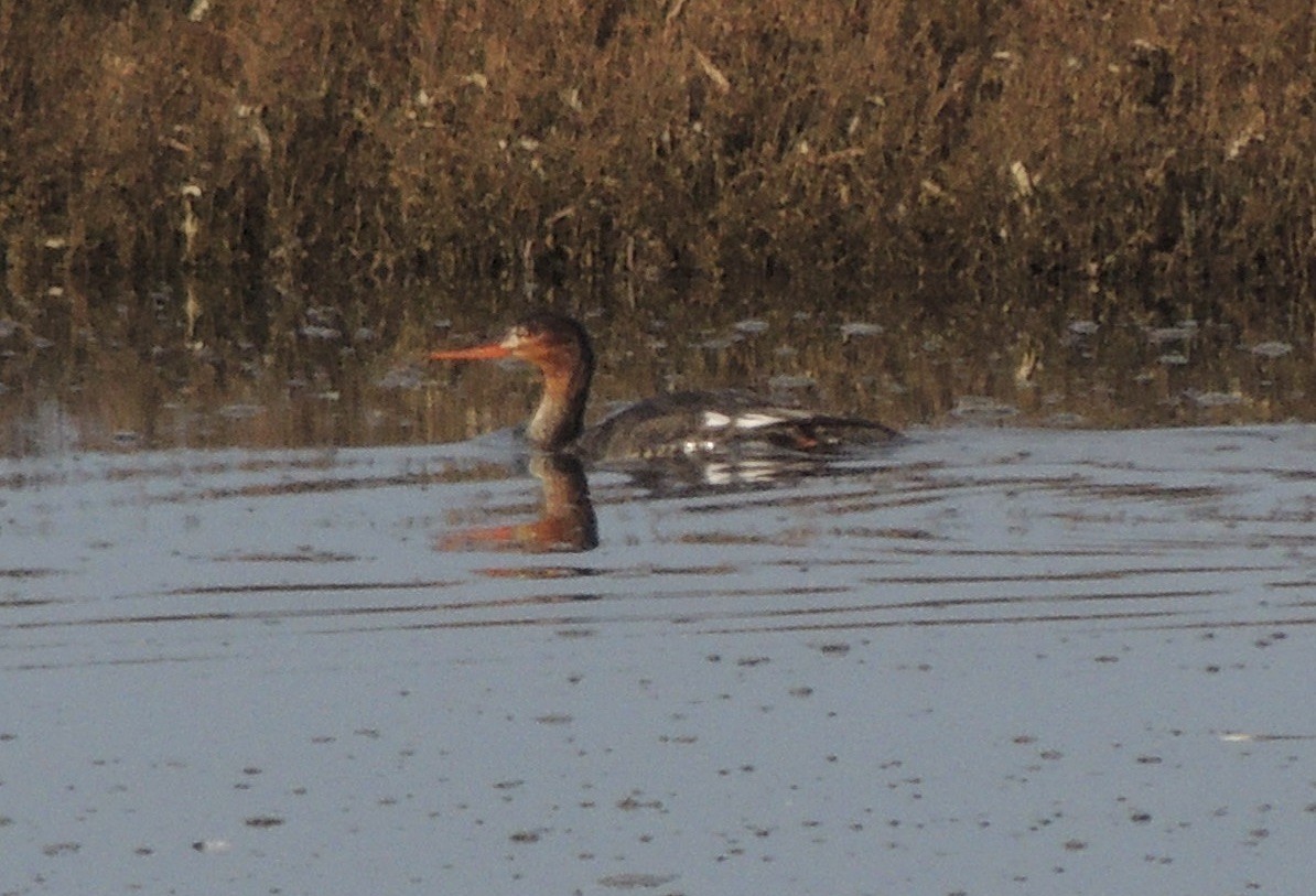 EBird Checklist 23 Feb 2024 Morro Bay SP Marina Boardwalk Trail