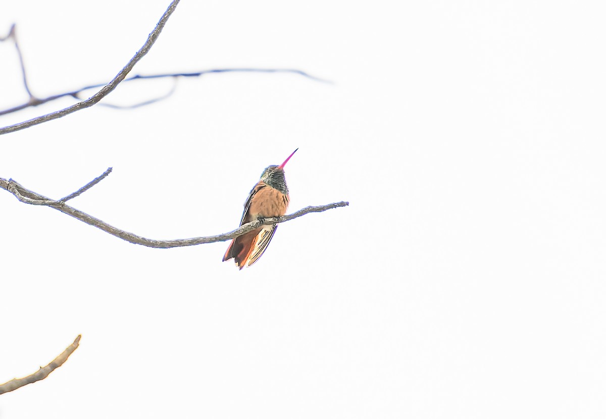 Buff-bellied Hummingbird - ML615217271