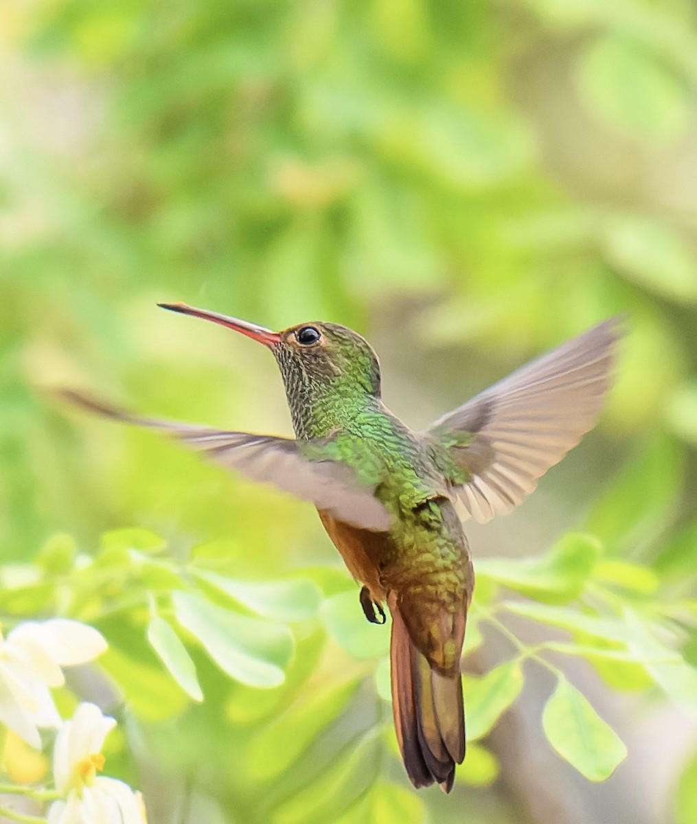 Rufous-tailed Hummingbird - ML615217277