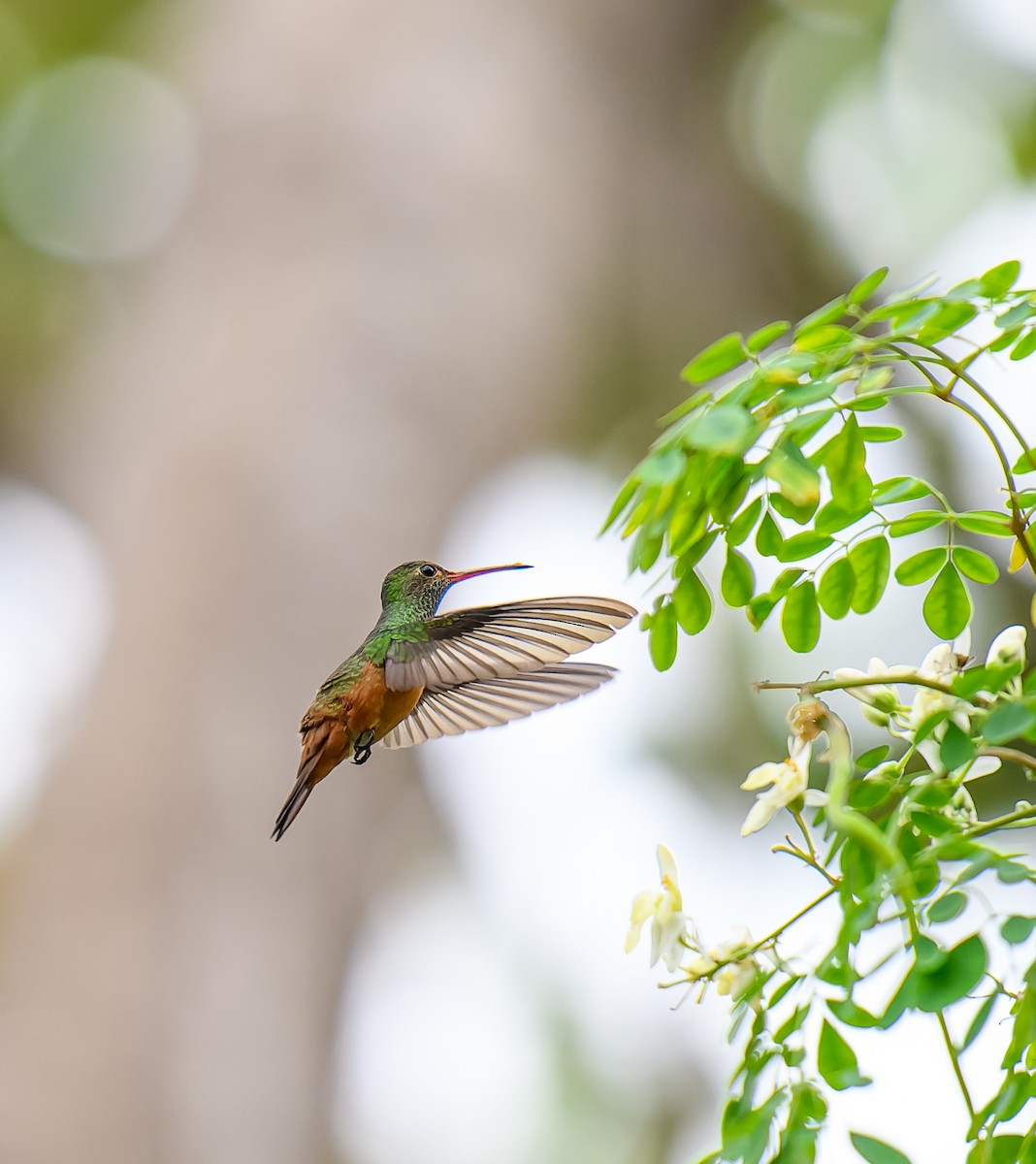 Buff-bellied Hummingbird - ML615217284