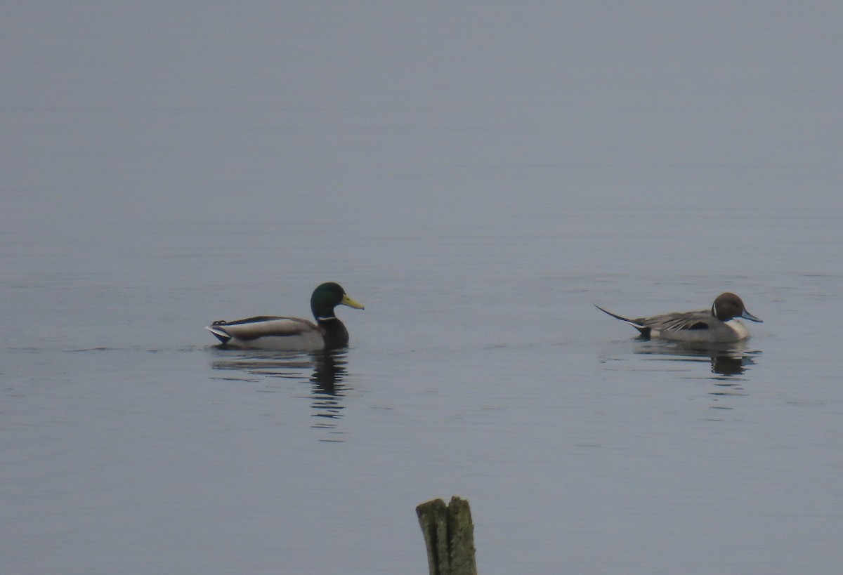 New Jersey eBird Checklist - 23 Feb 2024 - Cooley Hill Rd farm pond - 9