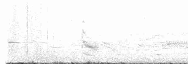 Forster's Tern - ML615217662