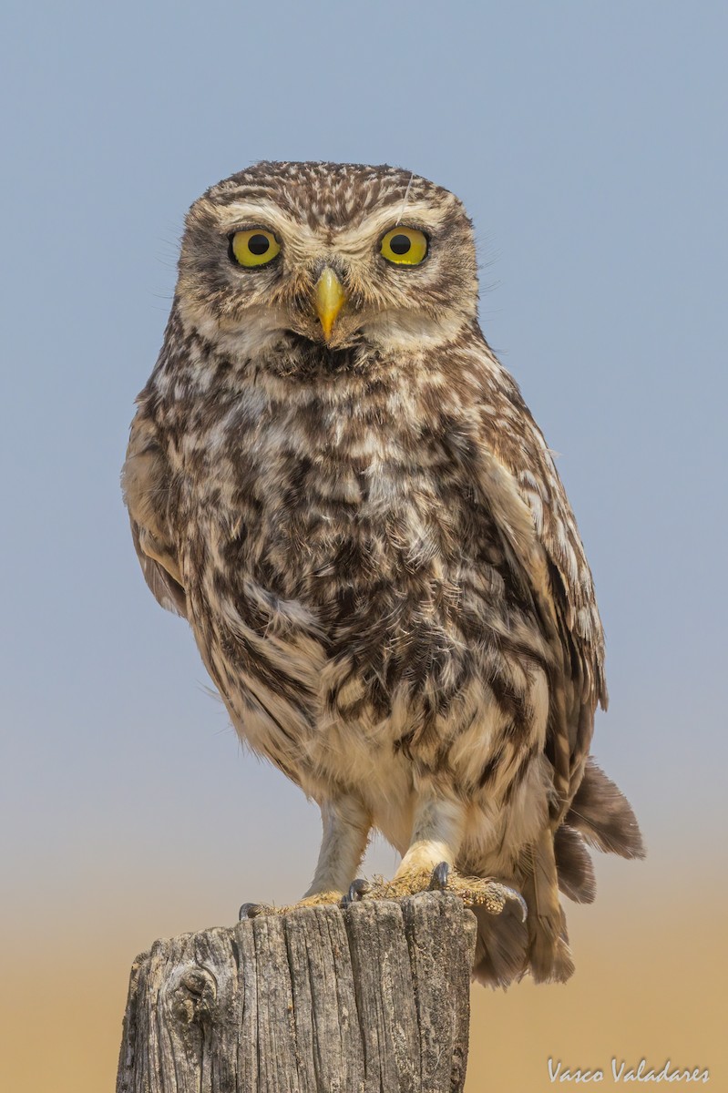 Little Owl - Vasco Valadares