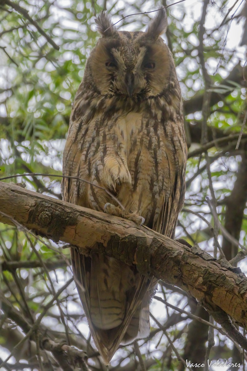 Long-eared Owl - ML615217698
