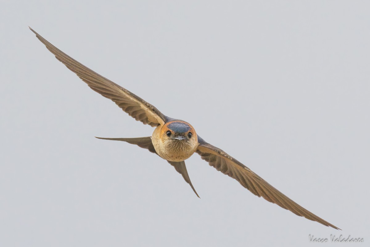 Red-rumped Swallow - ML615217750