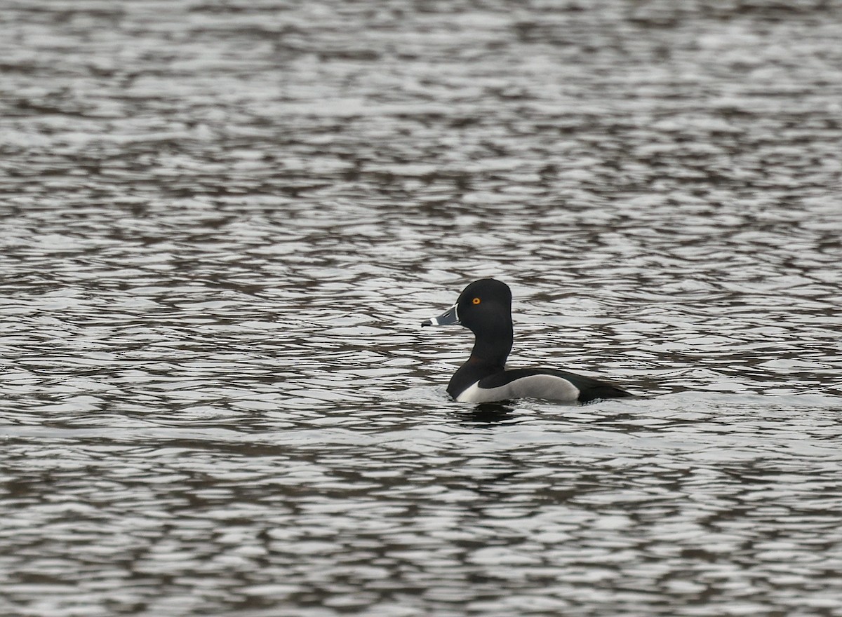 Ring-necked Duck - James Wheatley