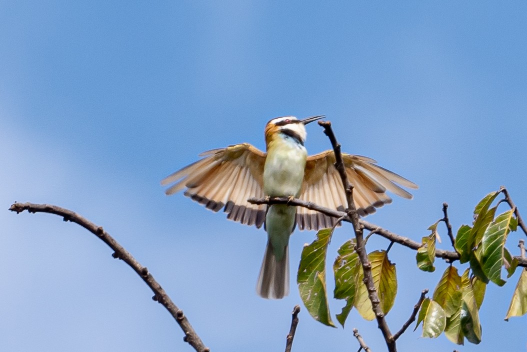 White-throated Bee-eater - ML615218239