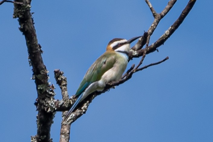 White-throated Bee-eater - ML615218247