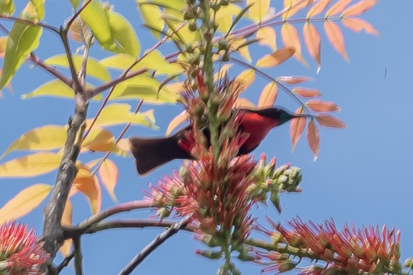 Scarlet-chested Sunbird - ML615218314