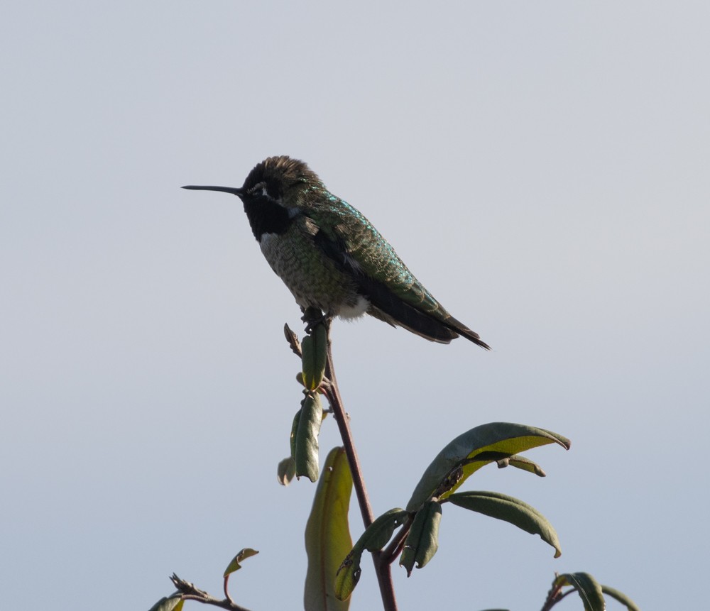 Anna's Hummingbird - Lindy Fung