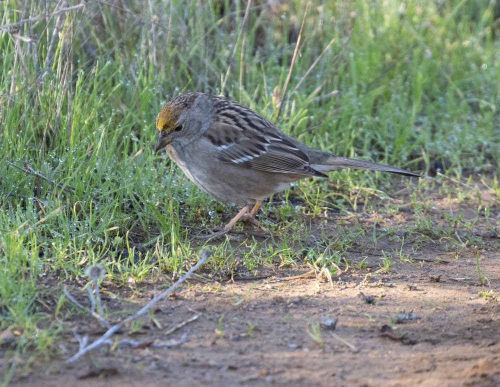 Golden-crowned Sparrow - ML615218403