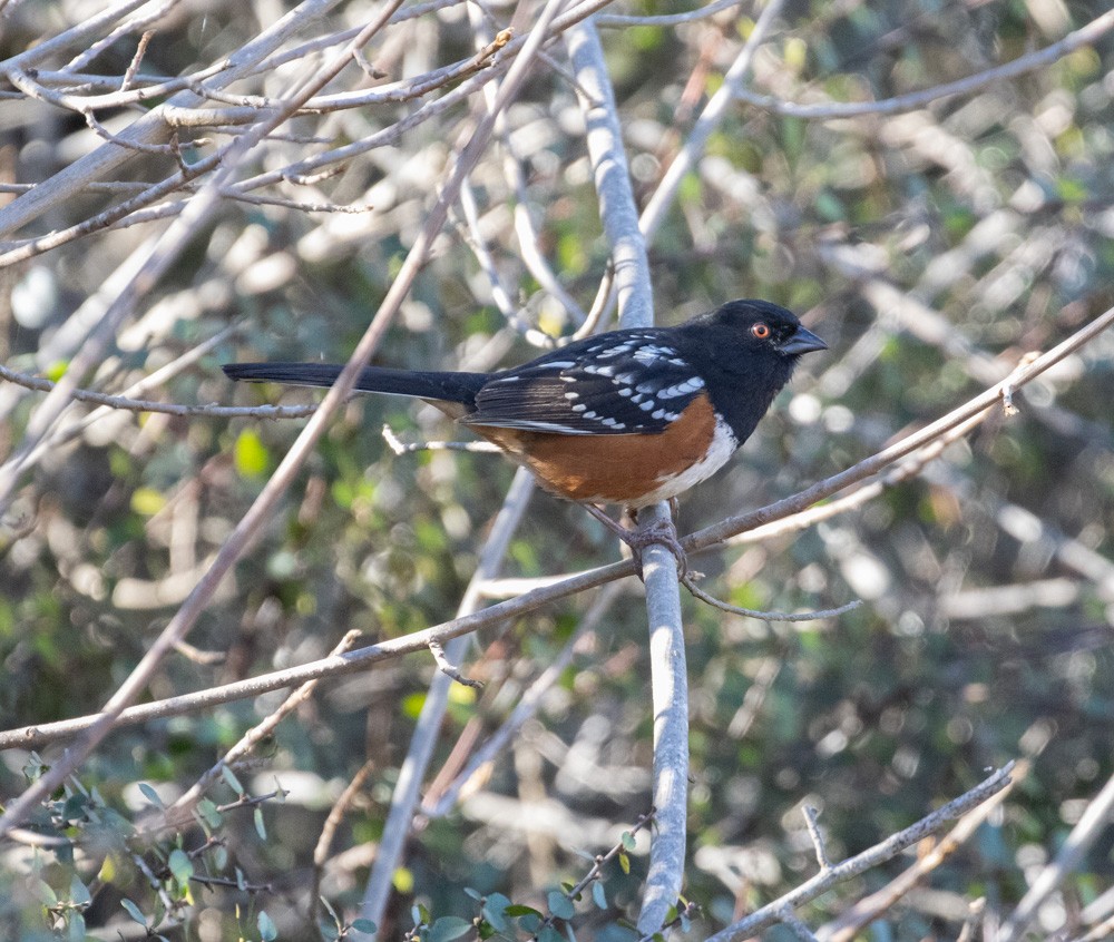Spotted Towhee - ML615218409