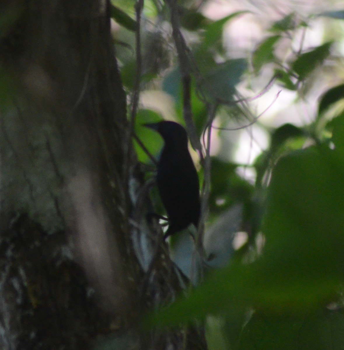 Jamaican Blackbird - ML615218416