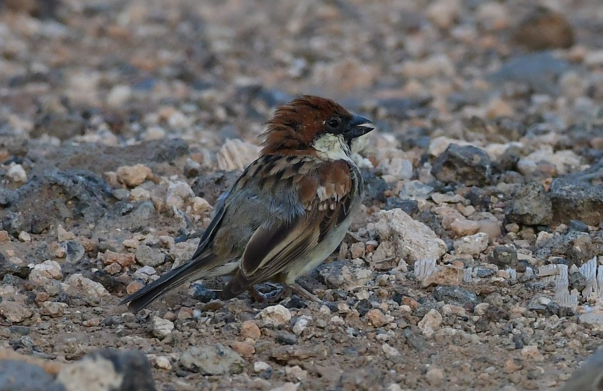 Somali Sparrow - Özgür Ekincioğlu