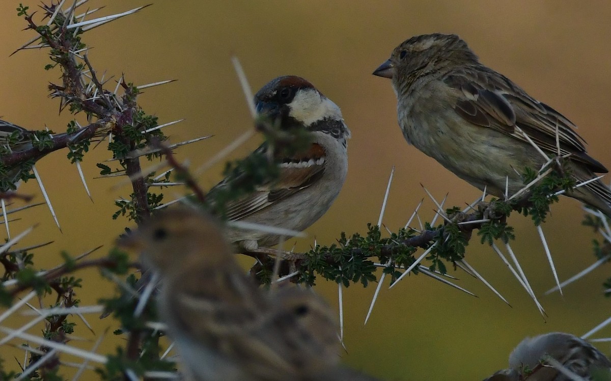 House x Somali Sparrow (hybrid) - Özgür Ekincioğlu