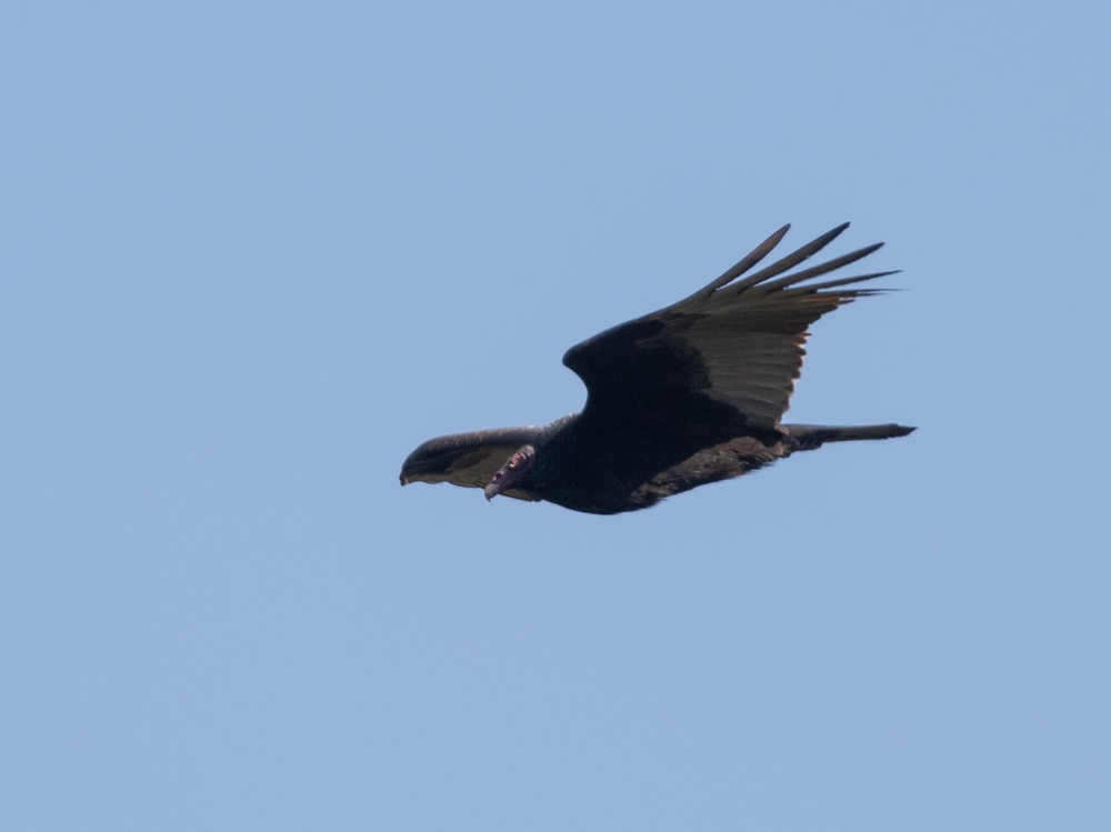 Turkey Vulture - ML615218445
