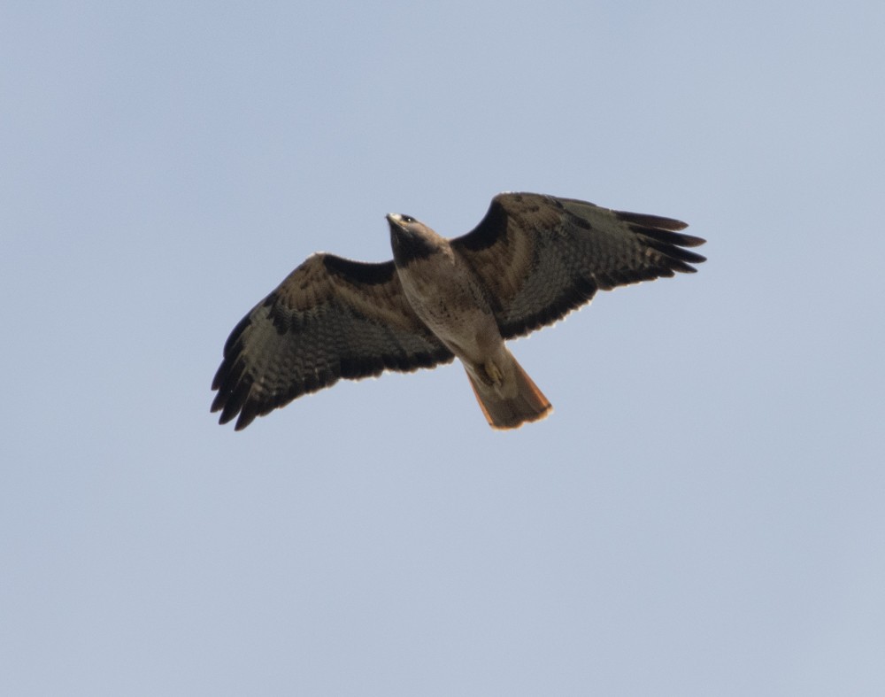 Red-tailed Hawk - ML615218450