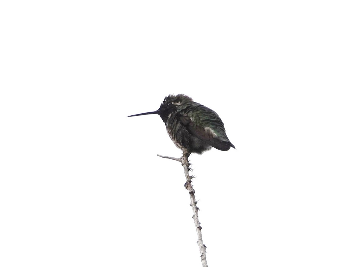 Anna's Hummingbird - ML615218520