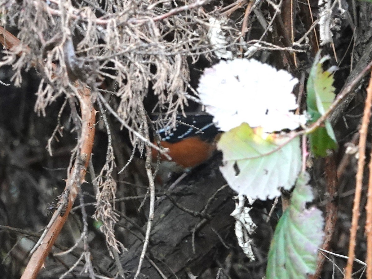 Spotted Towhee - ML615218562
