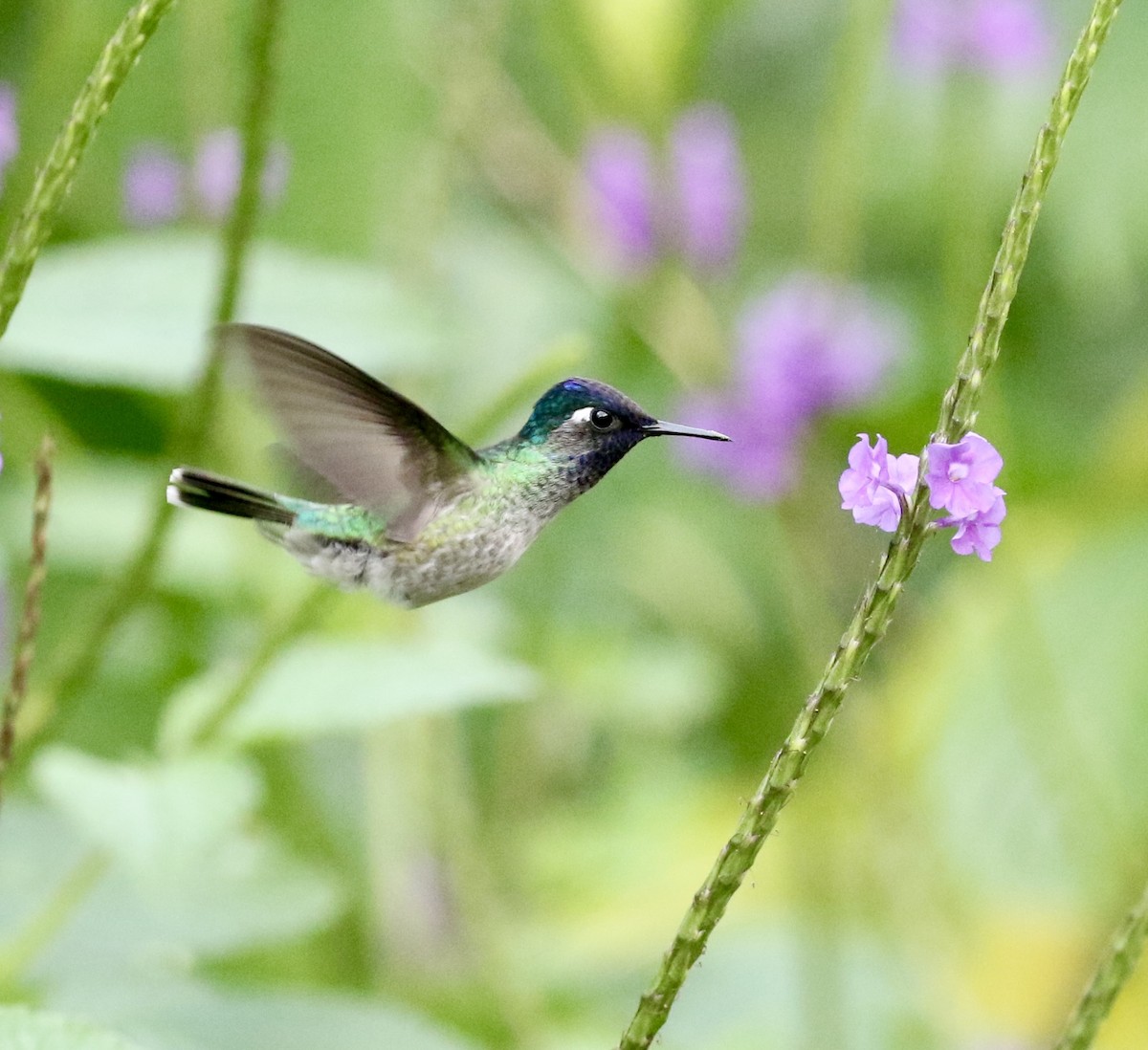 Violet-headed Hummingbird - ML615218749
