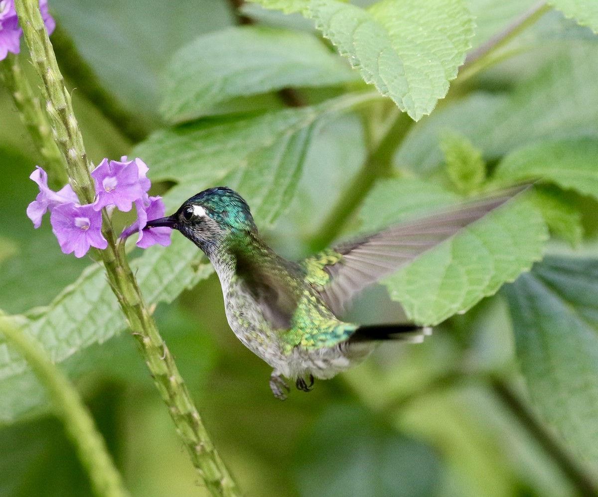 Violet-headed Hummingbird - ML615218800