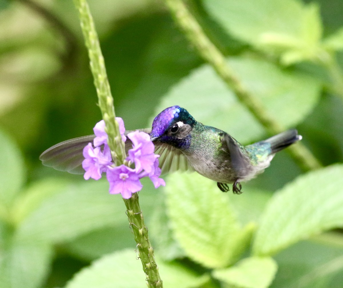 Violet-headed Hummingbird - ML615218808
